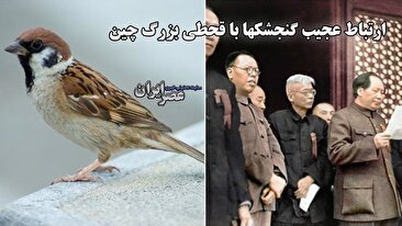 ارتباط عجیب گنجشکها با قحطی بزرگ چین / 45 میلیون نفر کشته شدند (فیلم)