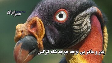 پدر و مادر بی توجه به جوجه شاه کرکس / روشی خلاقانه برای آن‌که غذا بخورد (فیلم)