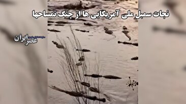 مرد شجاع فلوریدایی برای نجات عقاب سرسفید، سمبل ملی آمریکا، به دریاچه‌ای پر از تمساح شیرجه زد (فیلم)