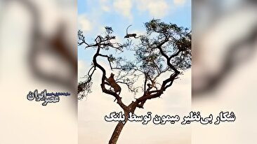 شکار بی نظیر میمون توسط پلنگ / روی هوا او را می‌قاپد (فیلم)