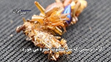 شرط جدید خانواده احلام برای جناب خان (فیلم)