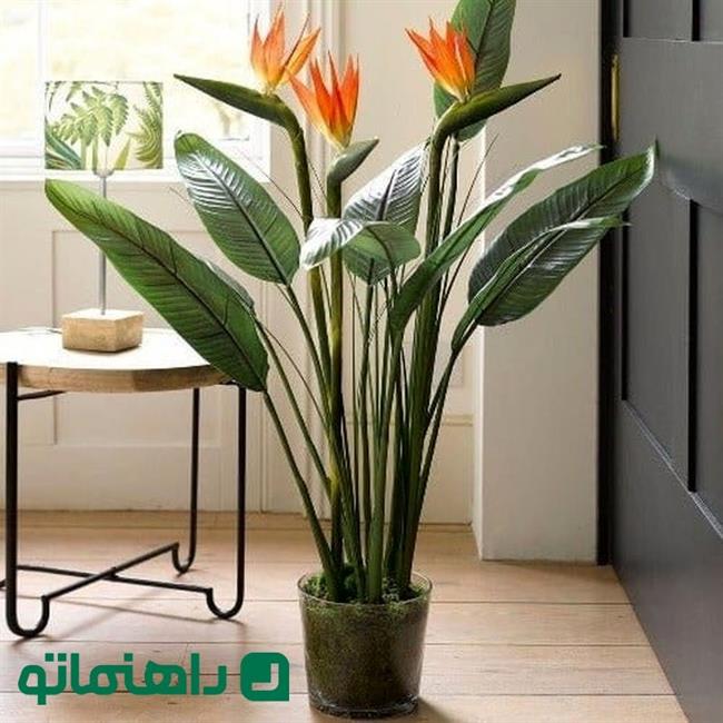 مرغ بهشتی