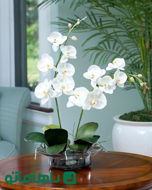Orchids_11zon