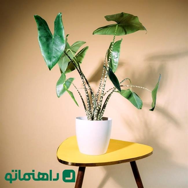 بابا آدم