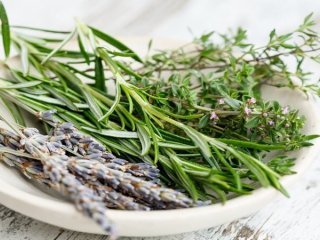 3 گیاه آرام‌بخشِ معده