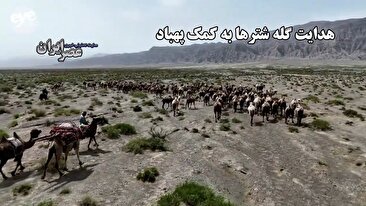 هدایت گله شترها به کمک پهپاد / روش جدید گله‌داری (فیلم)