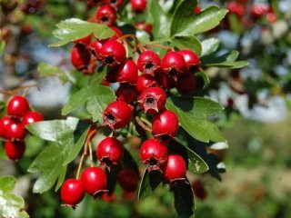 10 گیاهی که می‌توانند فشارخون را کاهش دهند + اینفوگرافی