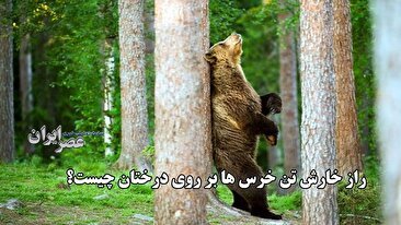 راز خارش تن خرس‌ها روی درختان چیست؟ (فیلم)