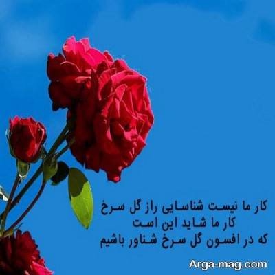 متن و کپشن درباره گل رز با جملات احساسی و زیبا