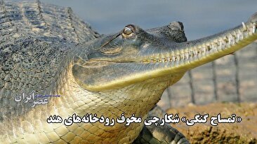 کشف رازهای تمساح گنگی؛ نگهبان شب‌های هند (فیلم)