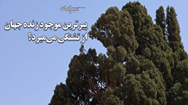 قنات نبادان خشک است ؛ آب 2 هزار ساله چه شد؟ / سرو ابرکوه ، پیرترین موجود زنده جهان پس از 4500 سال از تشنگی می‌میرد؟ تاج سرو شکسته‌ است (فیلم)
