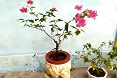 آموزش ساخت یک گلدان زیبا با سیمان و بطری پلاستیکی (فیلم)