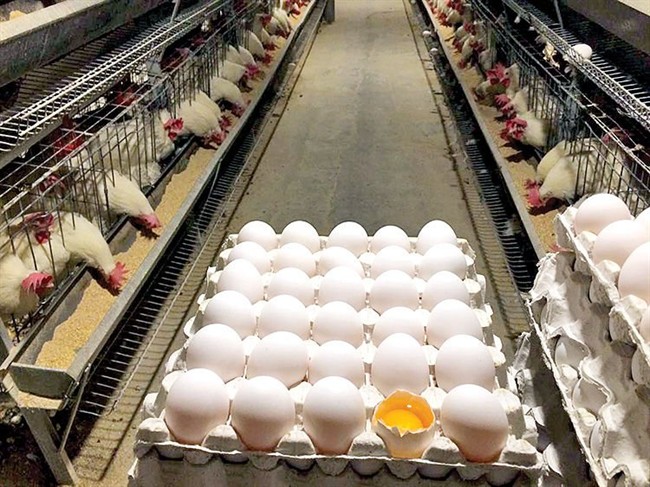 پایداری تولید مرغ و تخم‌مرغ