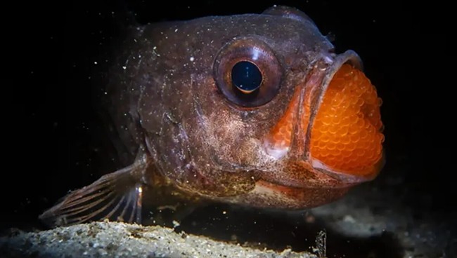 برترین عکس‌های طبیعت 2025؛ روایت شگفتی‌های حیات وحش از اقیانوس تا کوهستان