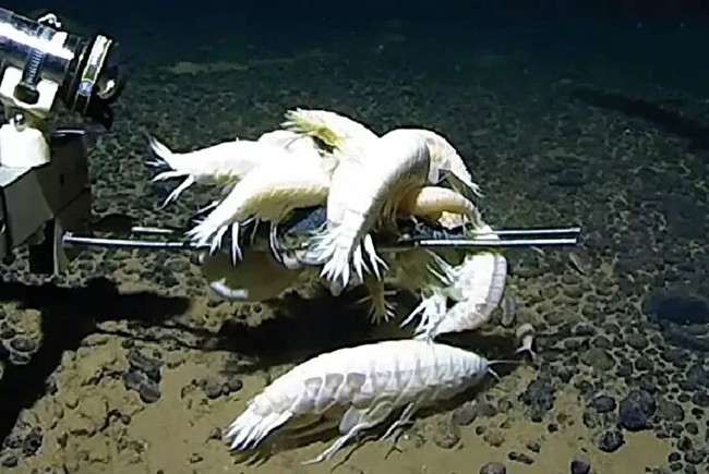 جانور شبح‌مانند، عجیب‌ ترین موجودات اعماق اقیانوس