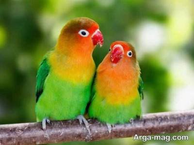 معانی خواب مرغ عشق