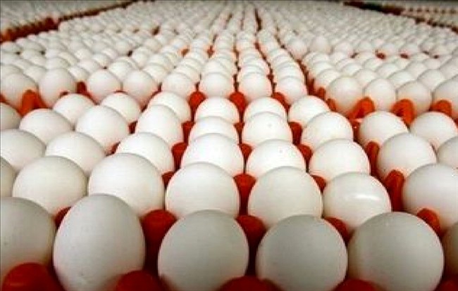 قیمت نجومی تخم‌مرغ در بازار/ اعلام می‌شود هر شانه 227 هزار تومان، اما 300 هزار تومان فروخته می‌شود!