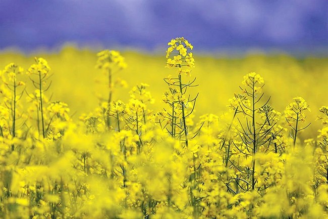 پیش‌بینی تولید 400 هزار تن دانه‌های روغنی