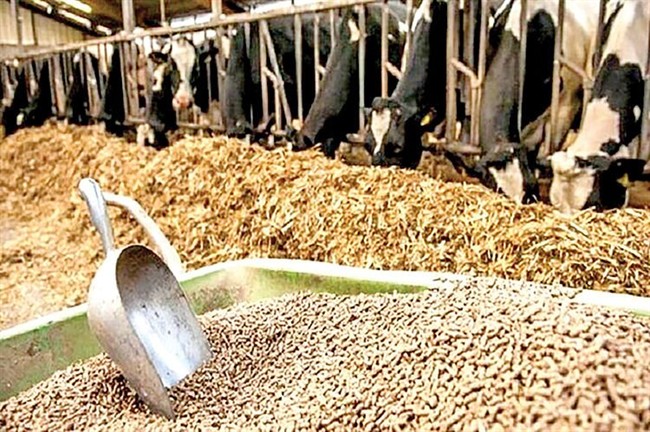 نهاده‌های دامی با نرخ توافقی در بازارگاه عرضه شد