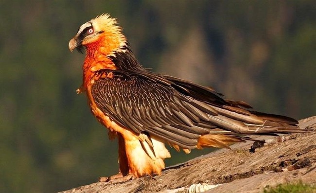 تصویر فوق العاده زیبا از همای سعادت در الموت + عکس 