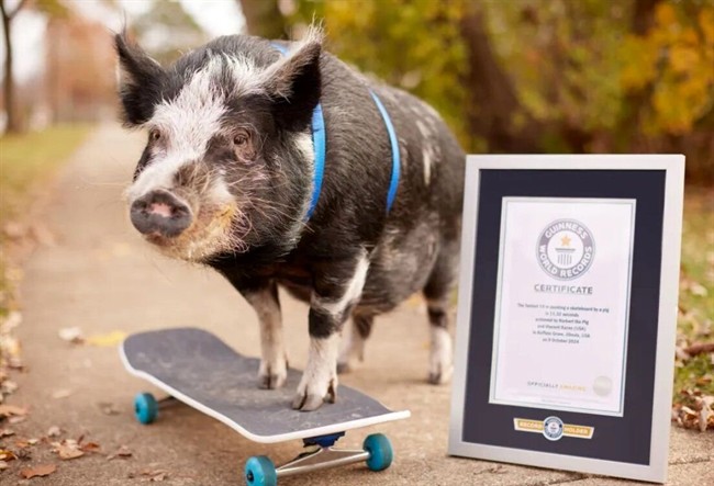 عجیب ترین رکوردهای گینس 2025؛ از نگه داشتن چوب کبریت در بینی تا خوک اسکیت‌باز