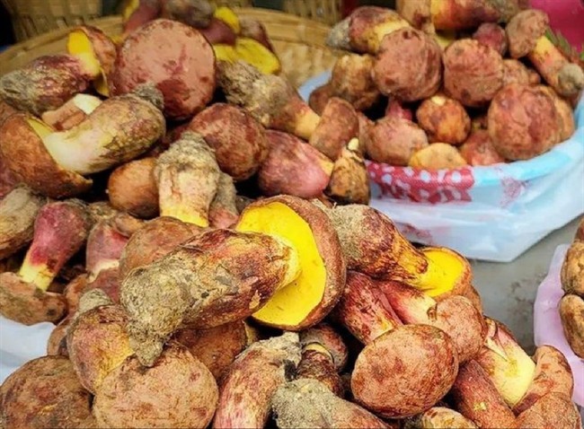 قارچ مرموزی که آدم ها را وادار می کند آدمک های کوچک ببینند(+عکس)