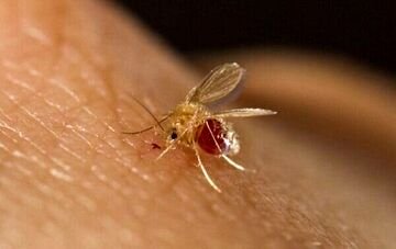 جولان این بیماری در کشور/ 4800 نفر در سال جاری مبتلا شدند