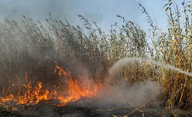 حریق تالاب انزلی مهار شد